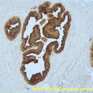 PSA RapidStain, for 50 slides staining